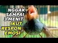 Lagu Prenjak anda akan jadi ISTIMEWA dengan masteran prenjak tamu GACOR Ngalun Ini | Prenjak Gacor Dor