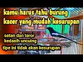 Download Lagu ciri burung kacer yang kesurupan suara burung kedasih burung uncuing ‎@TUBBERCAT 