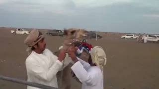 الحذره  شاهر ظاهر السعدي دندنها