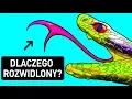 Download Lagu Dlaczego węże mają rozwidlone języki