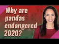 Why are pandas endangered 2020