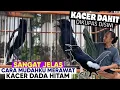 Download Lagu INI DIA DETAILNYA, KACER LOKAL DADA HITAM GACOR BUKA EKOR || Qinara Banyuwangi