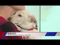 Pets of the Week Biscuit