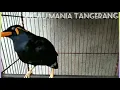 Download Lagu Burung Beo Pintar Bicara~ Masteran Burung Beo Agar Cepat Bicara