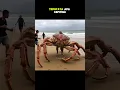 Download Lagu KEPITING RAKSASA #shorts #gudangit