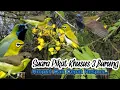 Download Lagu SUARA PIKAT SOGON DAN REMETUK LAUT+PLECI. 💯% AMPUH..