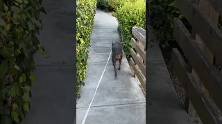 Good morning.. #fyp #dream #doberman #pets #youtube