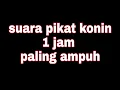 Download Lagu suara pikat Kolibri ninja 1 Jam