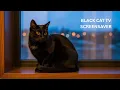 Black Cat 4K TV Screensaver Relaxing Dark Aesthetic Background Ambient Loop Visual
