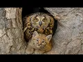 Download Lagu An Owl Raised a Bobcat Kitten What Happened Next Shocked Everyone