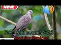 Download Lagu Huni Ng tukmo para pang Hunting | new 2023