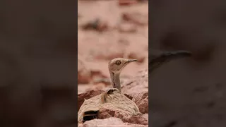 شيلة دون الحباري كيف ياسعود باعيش 