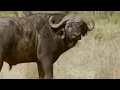 Wild Buffalo vs Jeep Vet Safari BBC Earth