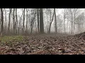 🎧 Relaxing Rain sound on the forest leafs | Birds singing