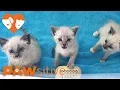The loudest and cutest Siamese kittens ever PAWsitive