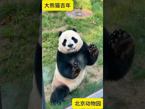 小熊吉年貼玻璃笑著和遊客打招呼，軟乎乎的模樣治癒所有的不開心！（ai消除反光） #大熊貓吉年 #可愛到爆炸💥 #來這吸熊貓 #雨心直播間