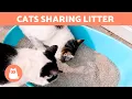 Can Two CATS SHARE the SAME LITTER Litter Box Guide