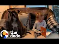 Download Lagu Pittie Helps Raise Baby Sister and Lovingly Welcomes The Next | The Dodo