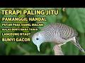 Download Lagu Perkutut Lokal Gacor Suara Super Kristal - Pancingan Malas Bunyi  (99%AMPUH BANGET)