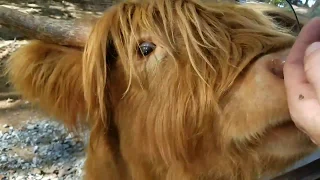 Lazy 5 Ranch [A Laugh Riot]