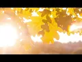 Dan Gibson’s Solitudes - Celestial Glow | Natural Sleep Inducement