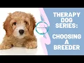 HHH Therapy Dog Series Choosing a Breeder
