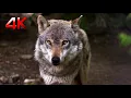 Awesome Wolf Howling Compilation 4K