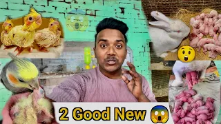 😱 2 Big Good News // khargos🐇 aur 🦜Cocktail tote ke bachche nikal aye // pets vlog #petsvlog