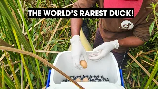 New hope for the world's rarest duck! 🦆