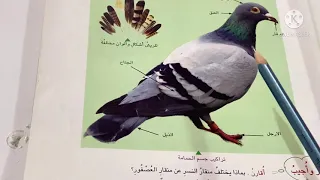 الحيوانات المركبة علوم الصف الرابع الابتدائي ص ٤٤مع حل الاسئلة ست مريم 