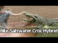 Nile-Saltwater Crocodile Hybrids are Real