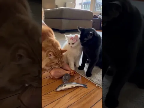Is the female cat doing the right thing? Doğruyu mu yaptı? Funny cat dog  cartoon🤣 catlovers #shorts