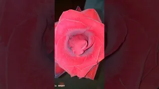 و لنا بع نق السماء أ منيات م عل قة ستسق ط يوم ا بعناقيد من فرح  و لنا بع نق السماء أ منيات م عل قة ستسق ط يوم ا بعناقيد من فرح