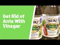 Do Ants Like Vinegar Or Is Vinegar A Good Treatment For Ants