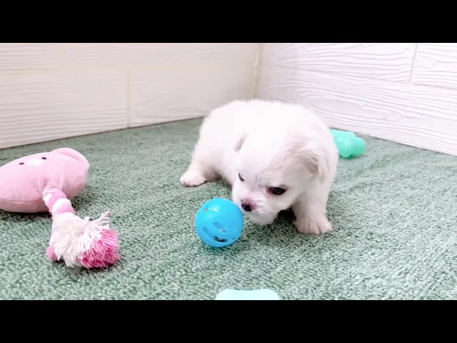 動画