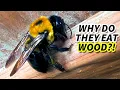 Carpenter Bee Facts the WOOD BEE Animal Fact Files