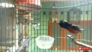 masteran kolibri ninja konin full tembakan ampuh untuk merangsang emosi lawan