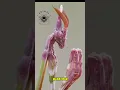 Download Lagu Belalang Mantis atau Sembah adalah Predator Efektif dan Pandai Berkamuflase #monkeysspinningmonkeys
