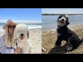 CALIFORNIA DOODLE RESCUE LIED TO US AND WOULDN T RETURN OUR DOGS