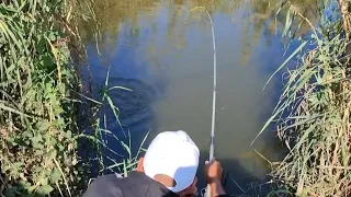 صيد السمكه المتينه بالغله والعجينه 