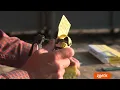 How To Use Datamars TSTs for Tissue Sampling Zoetis Livestock Genetics