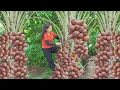 Download Lagu Harvesting Rattan Fruits and Sell at the Village Market | Men Daily Life