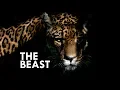 Download Lagu Jaguar: The True King of the Jungle