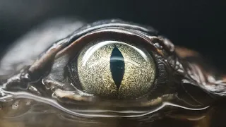 Joji - Glimpse of Us