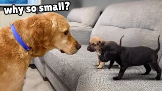 Golden Retriever Meets 4 Week Old Rescue Puppies