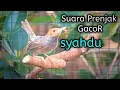 Download Lagu Suara PRENJAK KEPALA MERAH GACOR Ampuh untuk pancingan \u0026 Masteran prenjak gacor