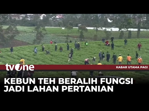 Massa Geram, Kebun Teh Berubah Jadi Lahan Pertanian Ilegal