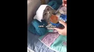                                                      دندنها