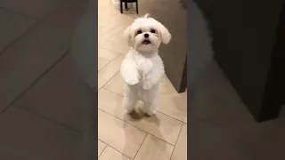 Cutest Dancer On 2 Legs Shihtzu Dog Shihtzu Dog 