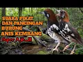 Suara Pikat Dan Pancingan. Burung Anis Kembang. Super Ajib.